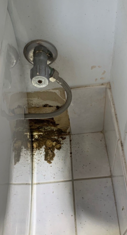 what does termite damage look like in a bathroom