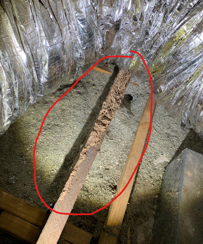 what does termite damage look like in a roof