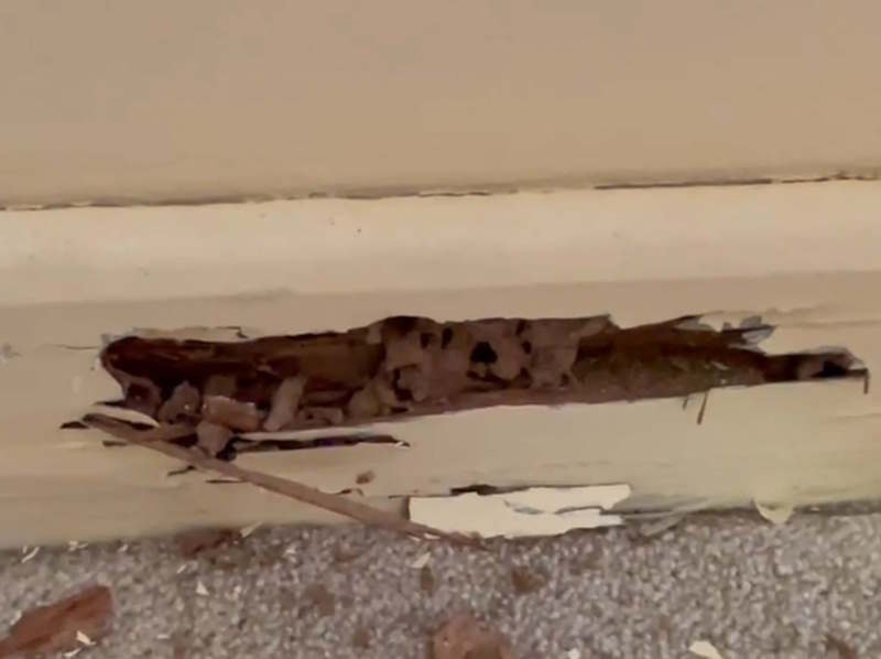 Building and Pest Inspection in Nedlands Uncovers Shocking Termite Secrets